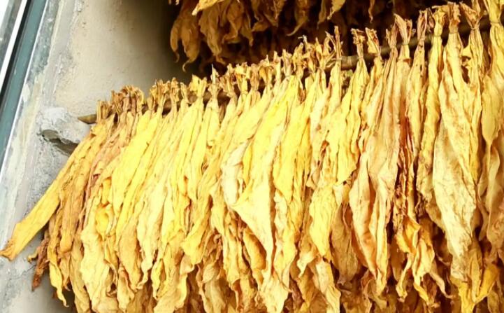 “烘烤出來(lái)的煙葉非常漂亮，色澤勻稱鮮亮，不像以前燃煤烘烤容易掛灰，鋸末顆粒機(jī)的顆粒燃料烤煙既環(huán)保又降低了勞動(dòng)強(qiáng)度。”在該村溠水坪烘烤工場(chǎng)，種植戶張國(guó)輝忙著將一桿桿“黃金葉”從生物質(zhì)新能源烤房中取出，他對(duì)“綠色烘烤”贊不絕口。
