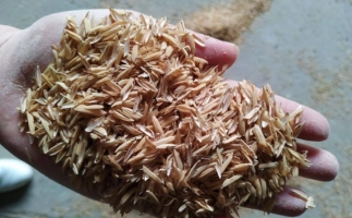 稻殼怎么做成飼料？養殖戶：秸稈直接喂養已經過時了，現在是稻殼顆粒料！